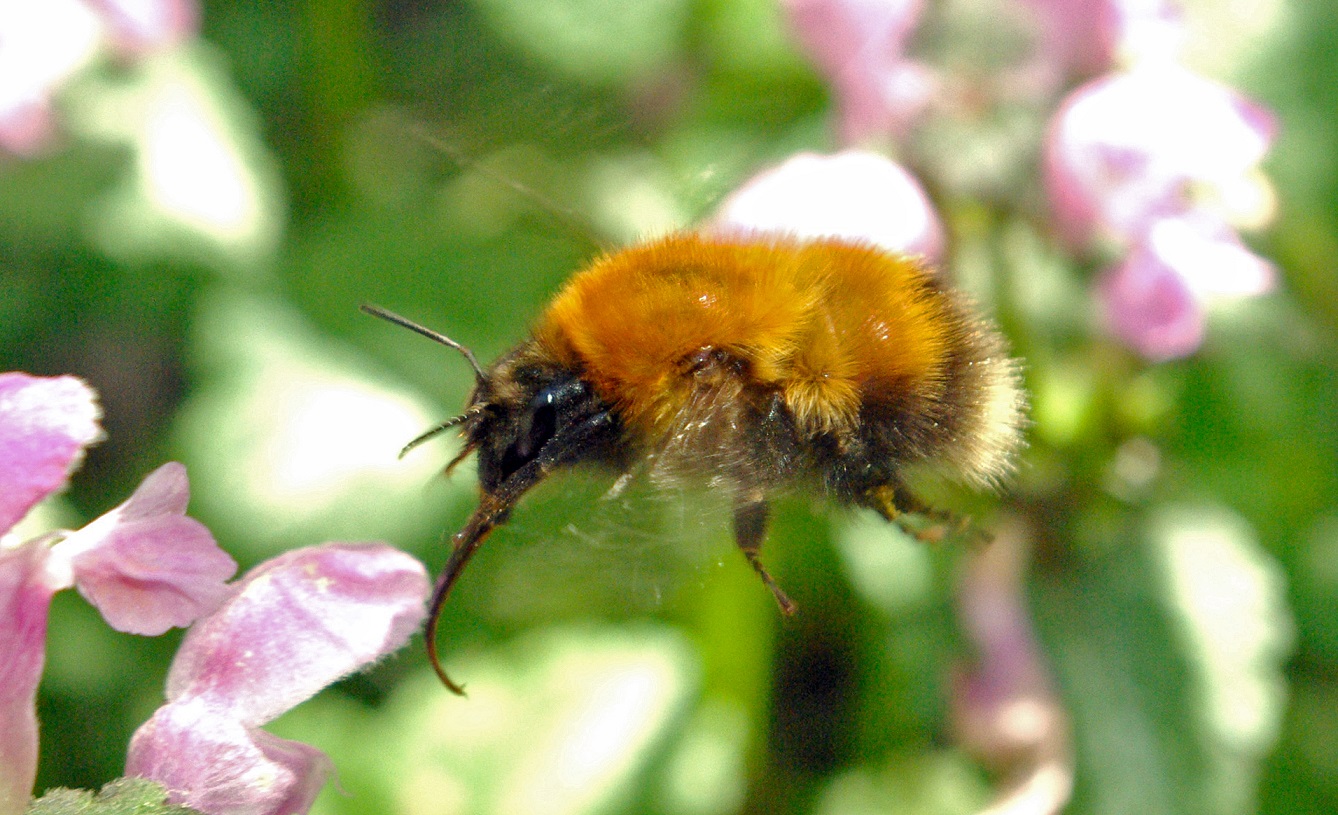 Dode hommels onder lindebomen | Natuurwijzer